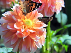 花と蝶2羽