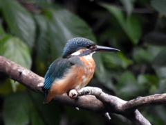 瓢箪池のカワセミ