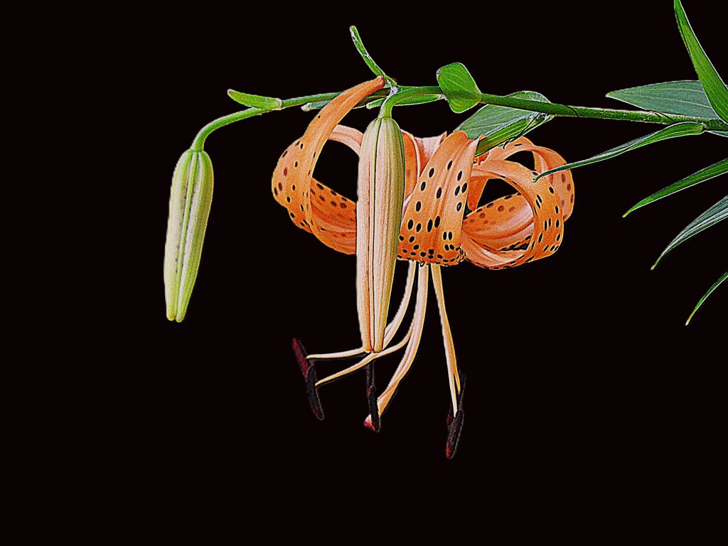 華麗