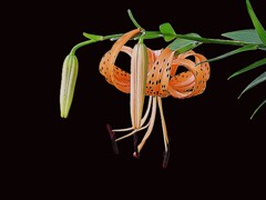 華麗