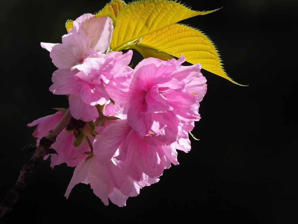 里桜