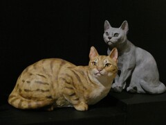 陶猫