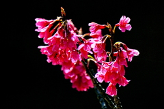 寒緋桜