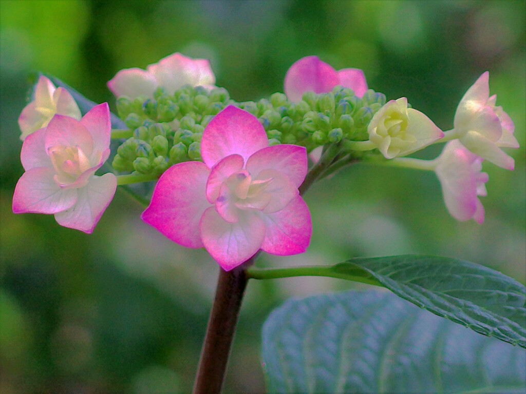 土佐の暁