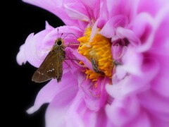 花と蝶