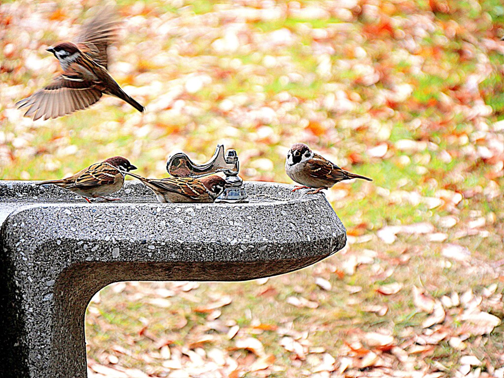 水飲み場のスズメ