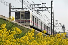 菜の花と京王線