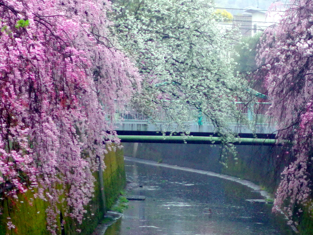 神田川の桜