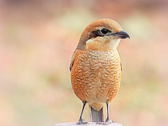 百舌鳥娘ポートレート１