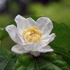 夏蝋梅