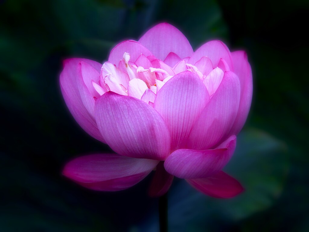 露華濃