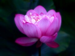 露華濃