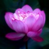 露華濃