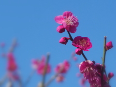 哲学堂公園の紅梅