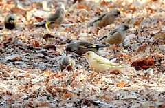 白いカワラヒワ