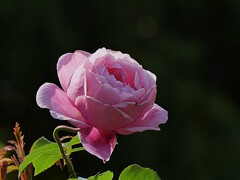 シャンテ・ロゼ・ミサト シャンテ・ロゼ・ミサト