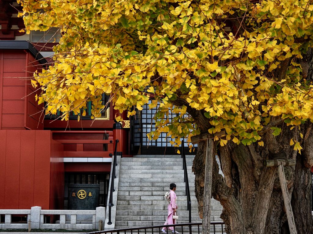 浅草寺観音堂裏の大銀杏