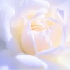 薔薇の女王