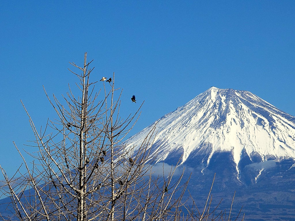新富士駅の富士山