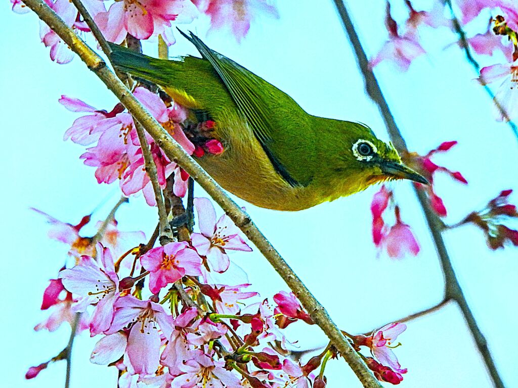 枝垂れ桜に メジロ