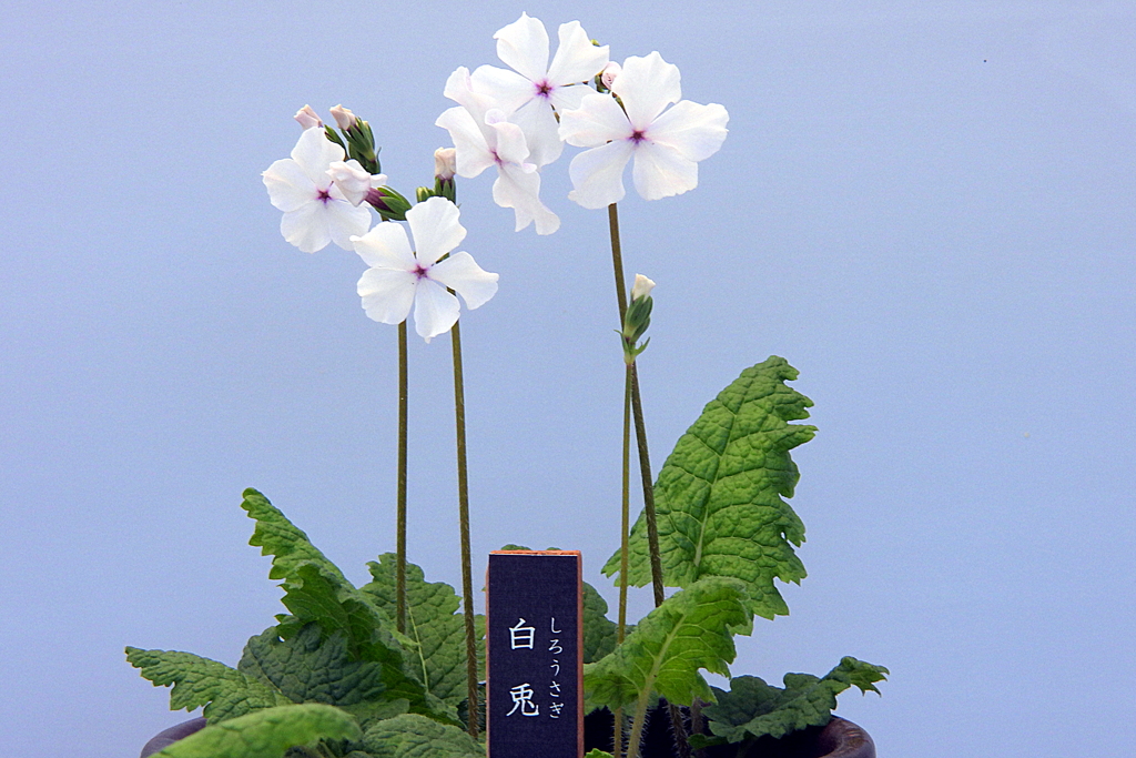日本桜草