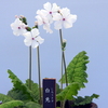 日本桜草