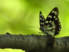 胡麻斑蝶