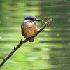 カワセミ♂幼鳥