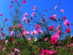 風にそよぐ秋桜