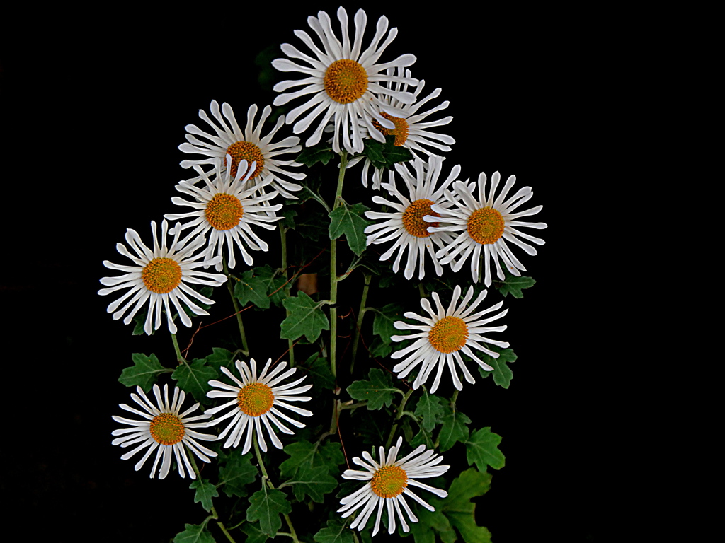 新宿御苑菊花壇展