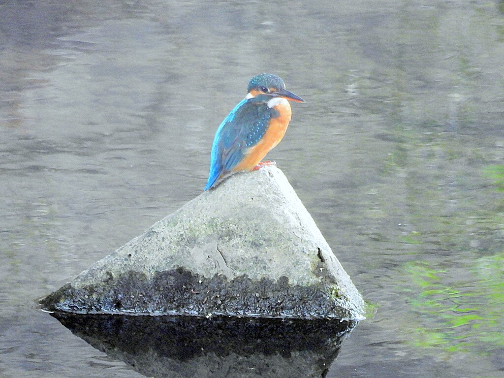 大栗川のカワセミ♀