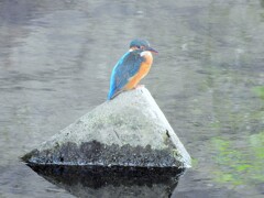 大栗川のカワセミ♀