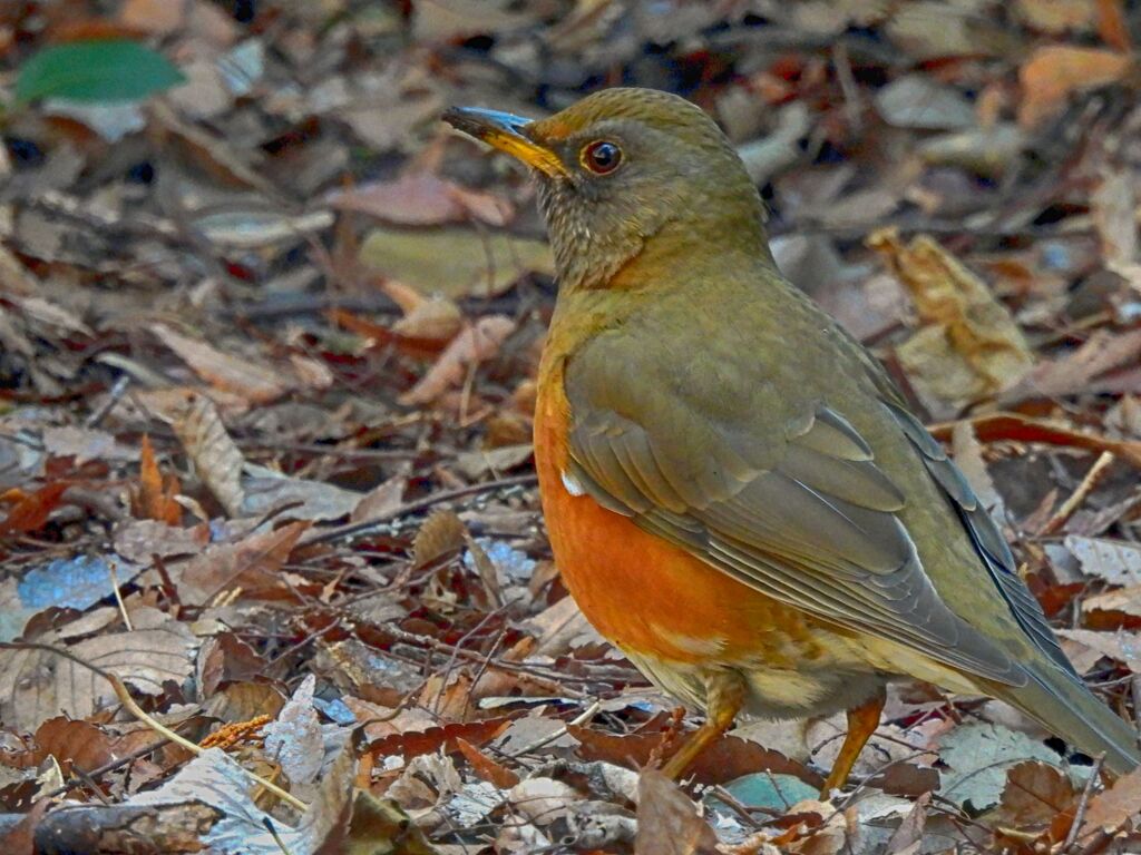 和田堀公園の野鳥　アカハラ