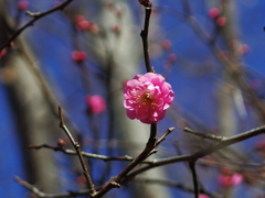 八重寒紅