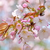 国立劇場の桜　仙台屋