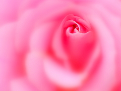 Pink French Race