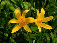 武蔵野黄菅