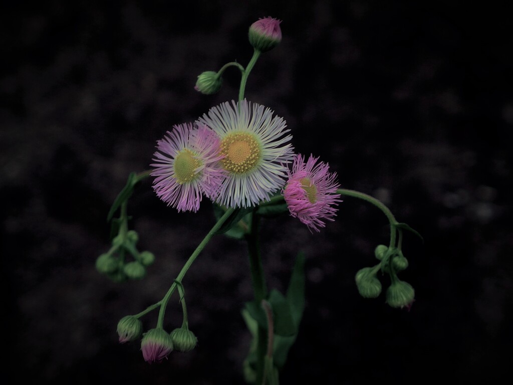 春紫菀