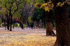 晩秋の善福寺公園