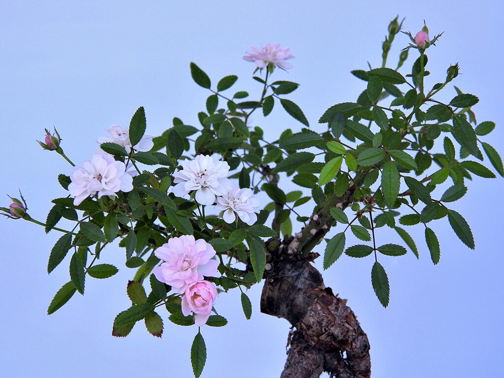 桜鏡