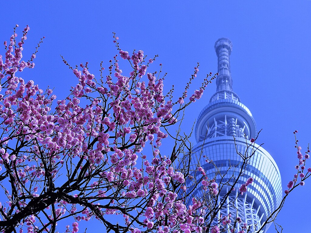 河津桜とスカイツリー