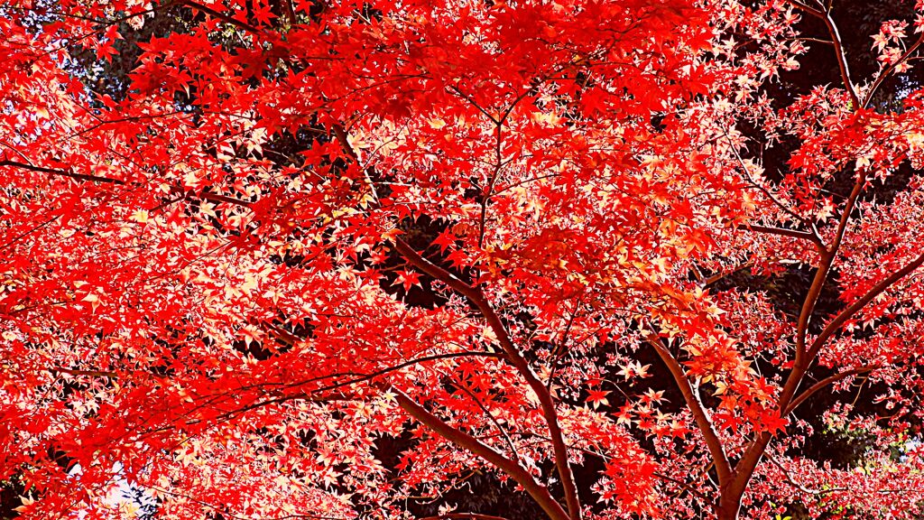 イロハモミジの紅葉