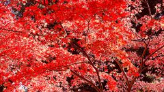 イロハモミジの紅葉