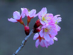 東海桜