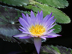 スター・オブ・サイアム