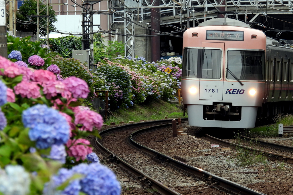 紫陽花電車