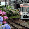 紫陽花電車