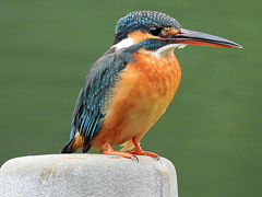 上池のカワセミ♀