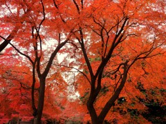 多磨霊園の紅葉