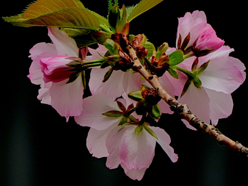 八重桜開花